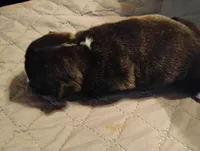 Hugo, a male French Bulldog for sale in Stantonsburg, NC – Photo 3 of 8