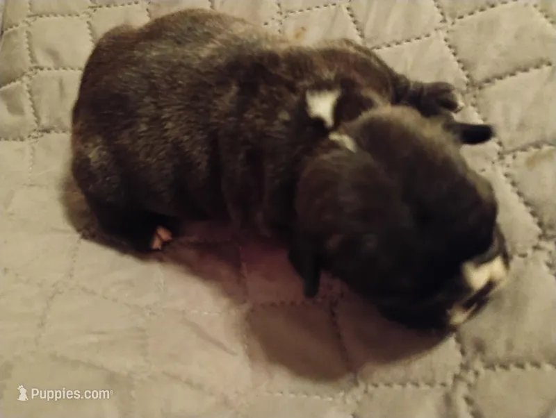 Hugo – French Bulldog puppy for sale in Stantonsburg, NC