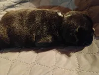 Hugo, a male French Bulldog for sale in Stantonsburg, NC – Photo 4 of 8