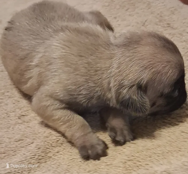 Commador - Sable Pug – Pug puppy for sale in Stantonsburg, NC