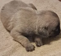 Commador - Silver Pug, a male Pug for sale in Stantonsburg, NC – 1 of 3