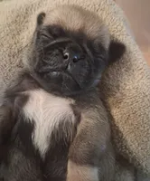 Lila, a female Pug for sale in Stantonsburg, NC – 3 of 4