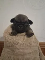 Stormy, a female Pug for sale in Stantonsburg, NC – 2 of 5