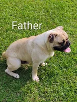 Rocky, a male French Bulldog for sale in Stantonsburg, NC – Photo 5 of 7