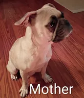 Rocky, a male French Bulldog for sale in Stantonsburg, NC – Photo 7 of 7