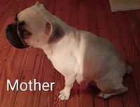 Rocky, a male French Bulldog for sale in Stantonsburg, NC – Photo 6 of 7