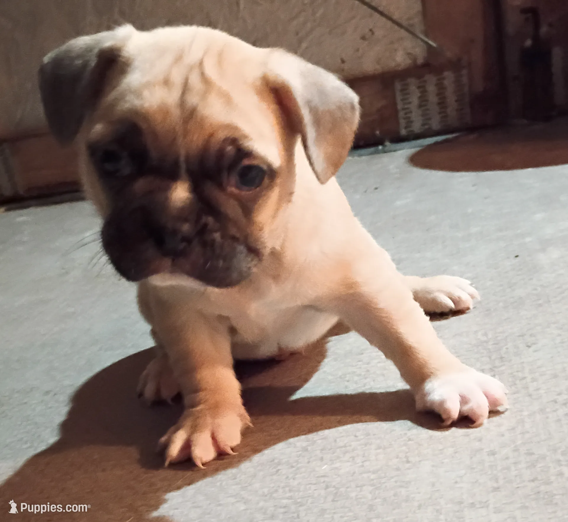 Rocky, a male French Bulldog for sale in Stantonsburg, NC – Photo 4 of 7