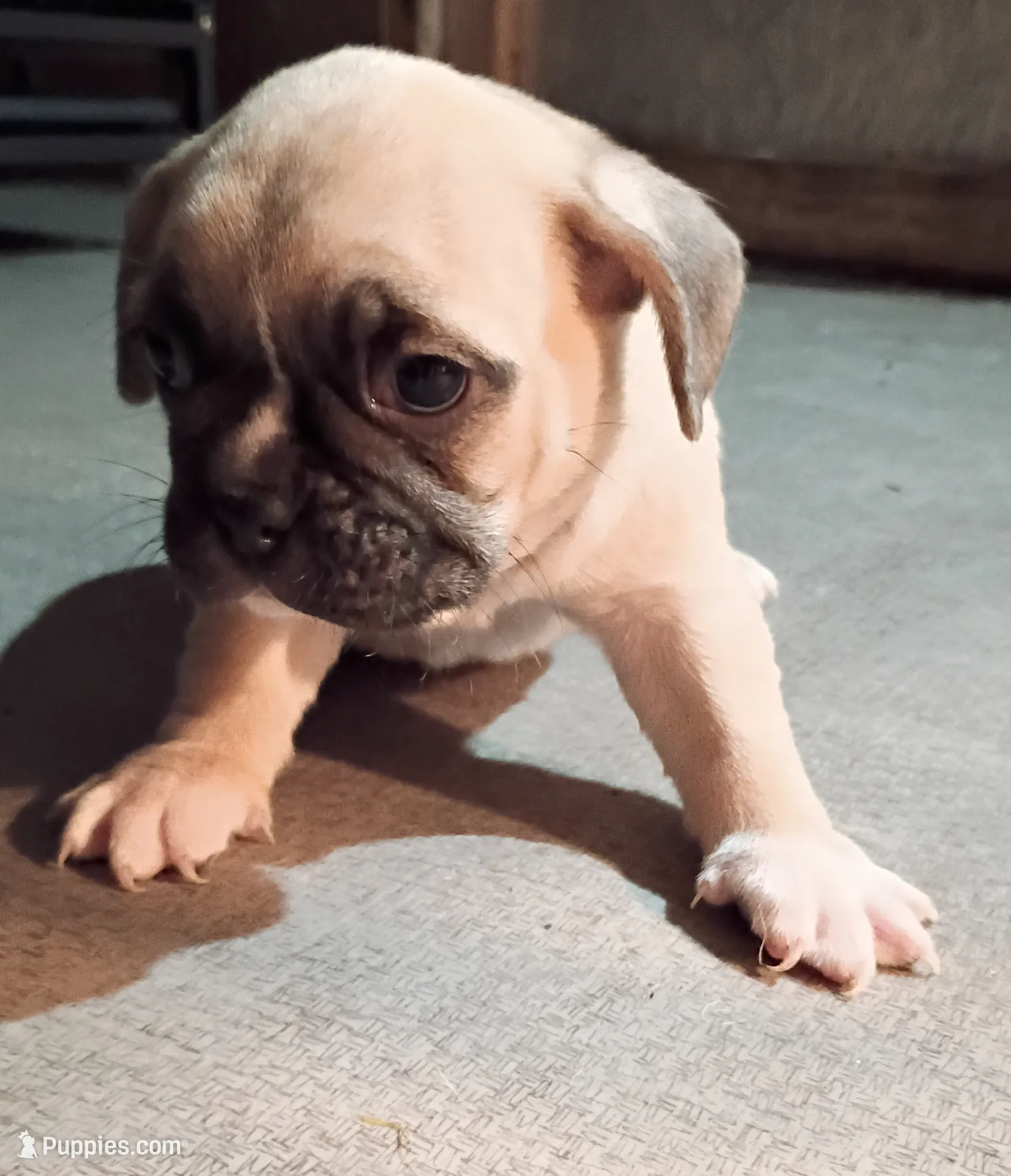 Rocky, a male French Bulldog for sale in Stantonsburg, NC – Photo 2 of 7