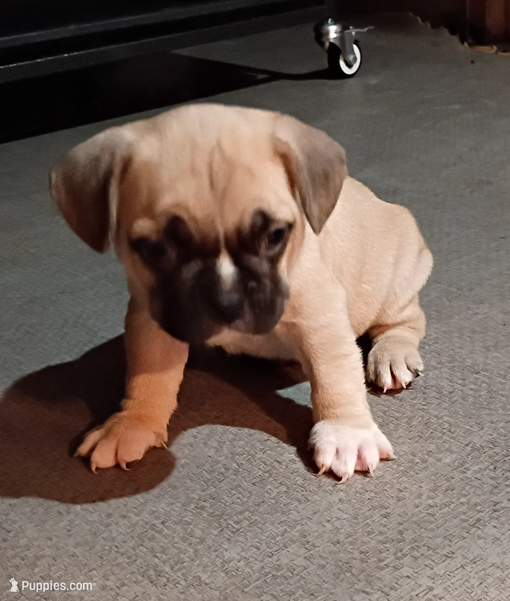 Rocky, a male French Bulldog for sale in Stantonsburg, NC – Photo 3 of 7