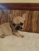 Ghost, a male French Bulldog for sale in Stantonsburg, NC – 3 of 10