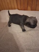 Buttercup, a female Pug for sale in Stantonsburg, NC – 2 of 5