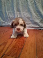 Weston, a male Shih Tzu for sale in Stantonsburg, NC – 7 of 7