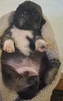 Cinnamon, a female Pug for sale in Stantonsburg, NC – 5 of 5