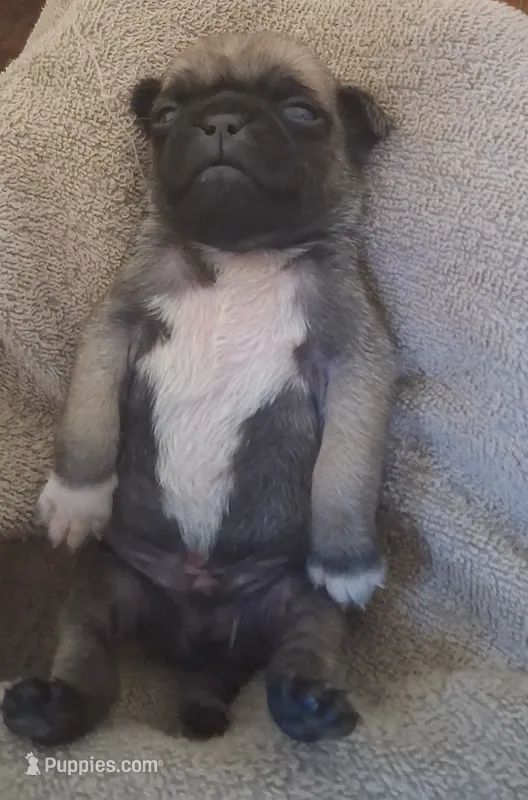 Toby – Pug puppy for sale in Stantonsburg, NC