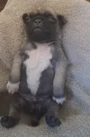 Toby, a male Pug for sale in Stantonsburg, NC – 1 of 3