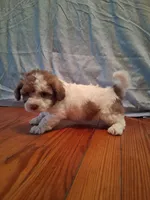 Weston, a male Shih Tzu for sale in Stantonsburg, NC – 6 of 7