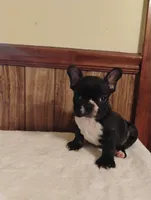 Hugo, a male French Bulldog for sale in Stantonsburg, NC – 3 of 10