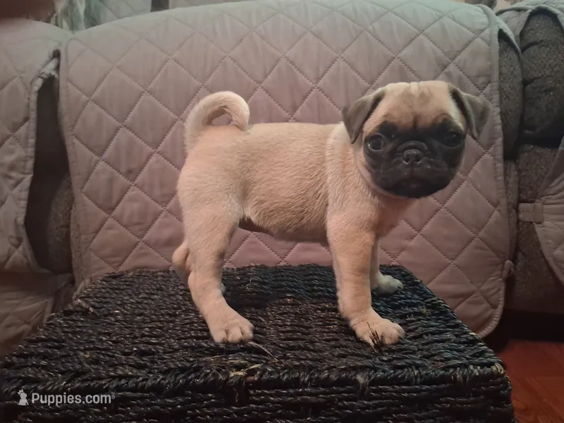Holly – Pug puppy for sale in Stantonsburg, NC