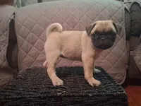 Holly, a female Pug for sale in Stantonsburg, NC – 1 of 6