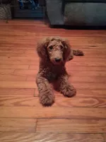 Clifford, a male Poodle - Toy  for sale in Stantonsburg, NC – 2 of 5