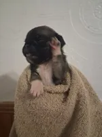Sunshine, a female Pug for sale in Stantonsburg, NC – 5 of 5