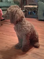 Clifford, a male Poodle - Toy  for sale in Stantonsburg, NC – 3 of 5