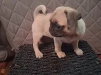 Holly, a female Pug for sale in Stantonsburg, NC – 2 of 6