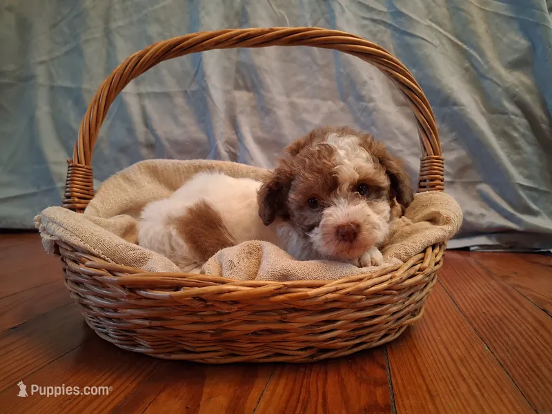 Weston – Shih Tzu puppy for sale in Stantonsburg, NC