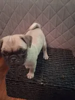 Holly, a female Pug for sale in Stantonsburg, NC – 4 of 6