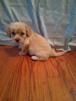 Benjy, a male Shihpoo for sale in Stantonsburg, NC – 2 of 7