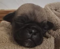 Roscoe, a male Pug for sale in Stantonsburg, NC – 2 of 4