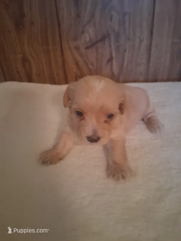 Benjy – Shihpoo puppy for sale in Stantonsburg, NC