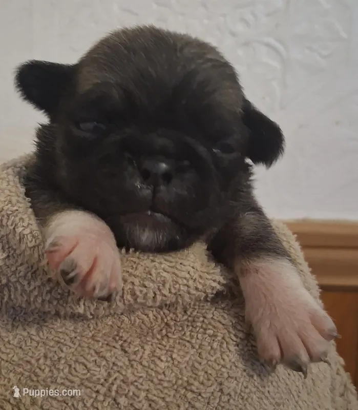 Cinnamon – Pug puppy for sale in Stantonsburg, NC