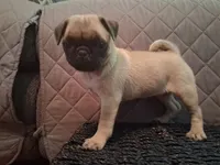 Holly, a female Pug for sale in Stantonsburg, NC – 3 of 6