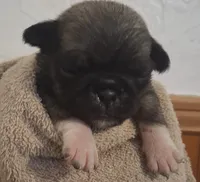 Cinnamon, a female Pug for sale in Stantonsburg, NC – 2 of 5