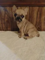 Ghost, a male French Bulldog for sale in Stantonsburg, NC – 2 of 10