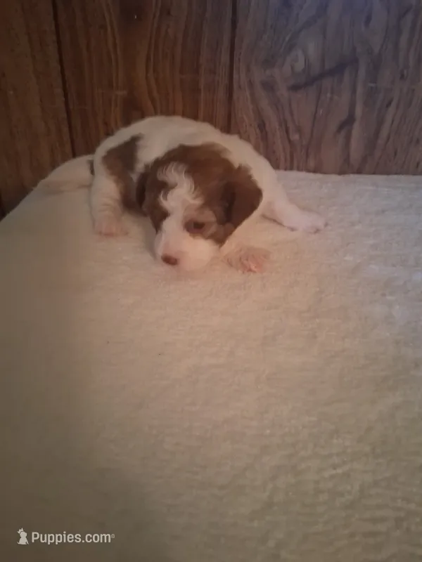 Weston – Shihpoo puppy for sale in Stantonsburg, NC