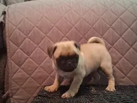 Holly, a female Pug for sale in Stantonsburg, NC – 5 of 6