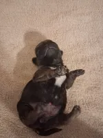 Buttercup, a female Pug for sale in Stantonsburg, NC – 5 of 5