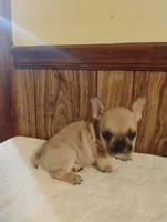 Ghost, a male French Bulldog for sale in Stantonsburg, NC – 6 of 10
