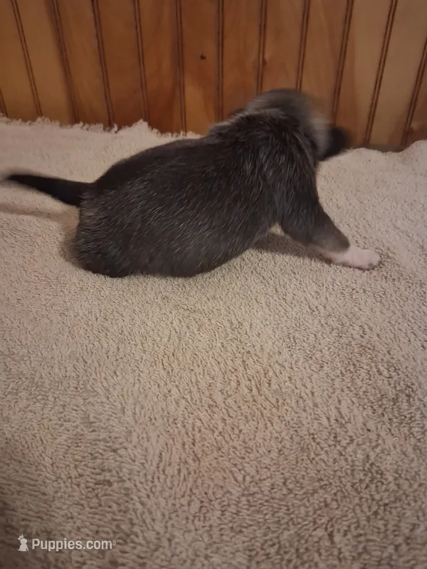 Sunshine – Pug puppy for sale in Stantonsburg, NC