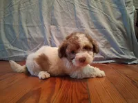 Weston, a male Shih Tzu for sale in Stantonsburg, NC – 3 of 7