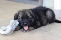 Odin, a male Newfoundland and Leonberger for sale in Millersburg, OH – Photo 3 of 5