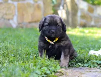 Odin, a male Newfoundland and Leonberger for sale in Millersburg, OH – Photo 1 of 5