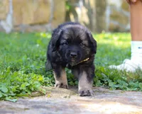 Odin, a male Newfoundland and Leonberger for sale in Millersburg, OH – Photo 2 of 5
