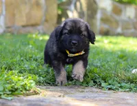 Odin, a male Newfoundland and Leonberger for sale in Millersburg, OH – Photo 4 of 5