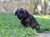 Odin, a male Newfoundland and Leonberger for sale in Millersburg, OH – Photo 5 of 5
