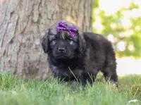 Zara, a female Newfoundland and Leonberger for sale in Millersburg, OH – Photo 4 of 7