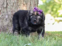 Zara, a female Newfoundland and Leonberger for sale in Millersburg, OH – Photo 5 of 7