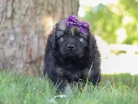 Zara, a female Newfoundland and Leonberger for sale in Millersburg, OH – Photo 3 of 7